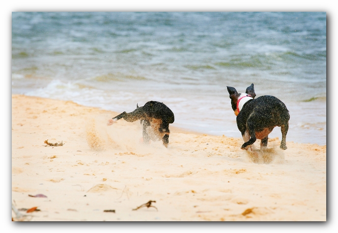 Offleash Dog Beach, Pensacola Florida