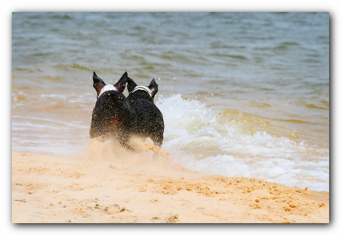 Offleash Dog Beach, Pensacola Florida