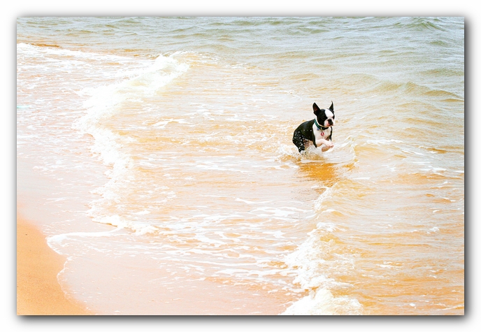 Offleash Dog Beach, Pensacola Florida