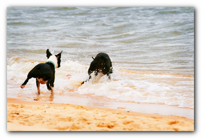 Offleash Dog Beach, Pensacola Florida