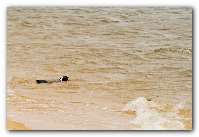 Offleash Dog Beach, Pensacola Florida