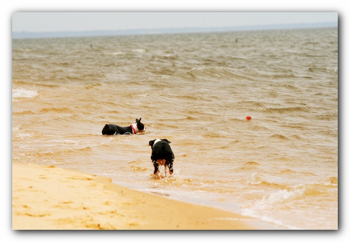 Offleash Dog Beach, Pensacola Florida