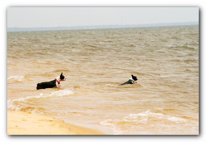 Offleash Dog Beach, Pensacola Florida