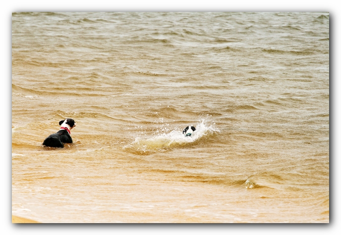 Offleash Dog Beach, Pensacola Florida