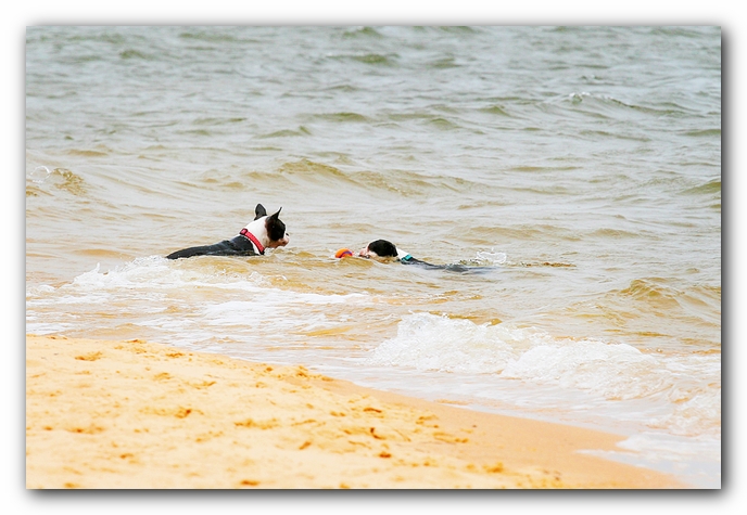Offleash Dog Beach, Pensacola Florida