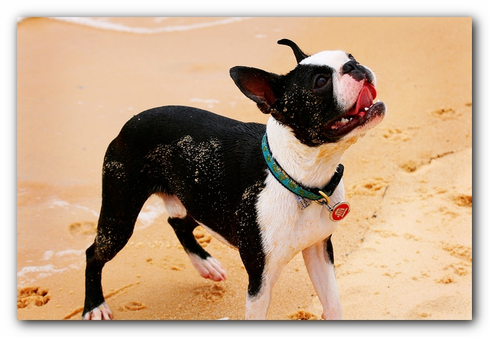 Offleash Dog Beach, Pensacola Florida