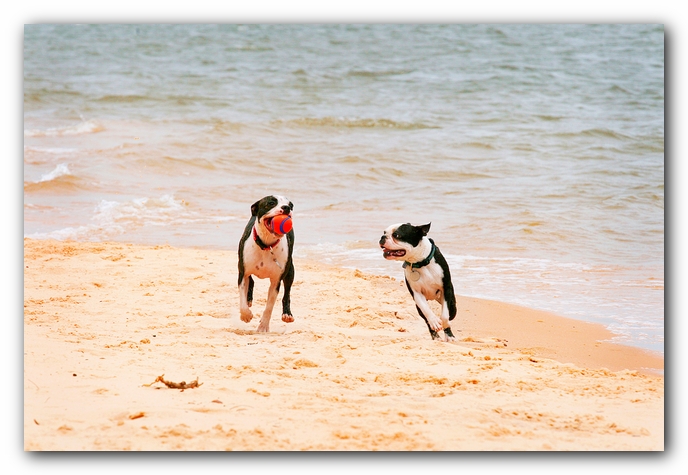 Offleash Dog Beach, Pensacola Florida