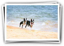 off leash dog beach pet friendly pensacola florida