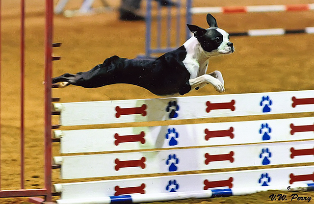 miley and howie | boston terrier puppies