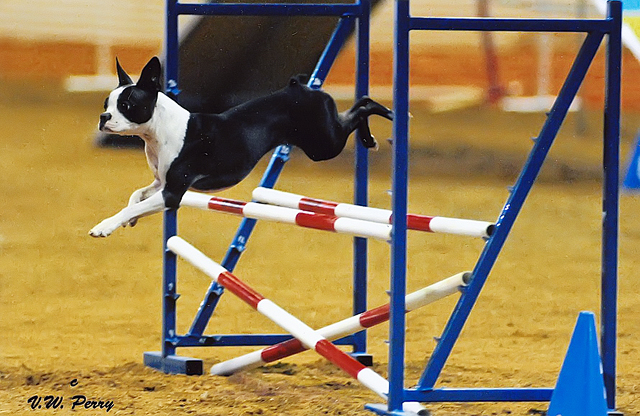 Agility boston hot sale terrier