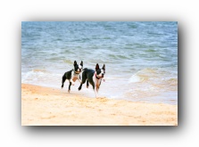 pensacola florida off leash dog friendly pet beach